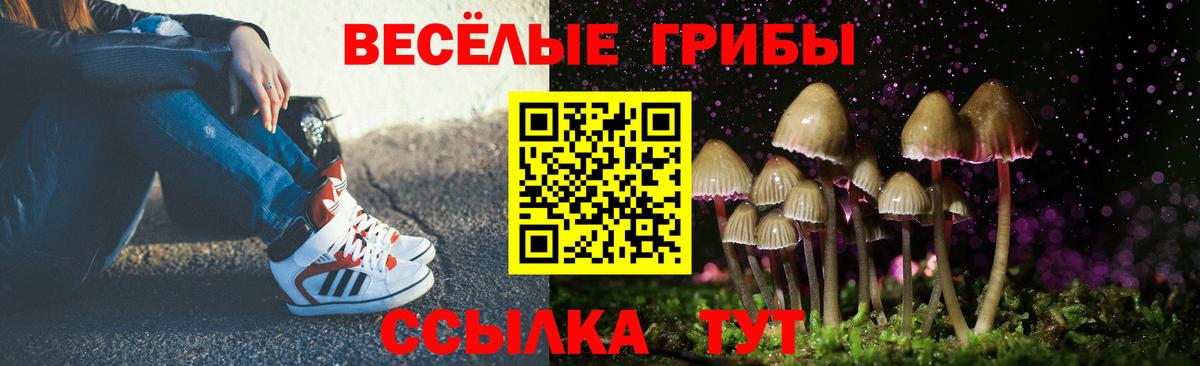 Галлюциногенные грибы Psilocybe Сосновоборск